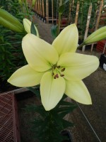 [5065 Courier No02.JPG]